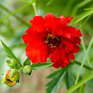Geum Mrs. Bradshaw (50 Flower Seeds)