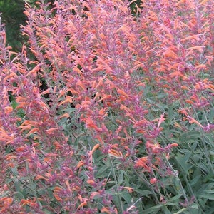 Agastache cana Heather Queen Hummingbird Mint 25 Flower Seeds image 3