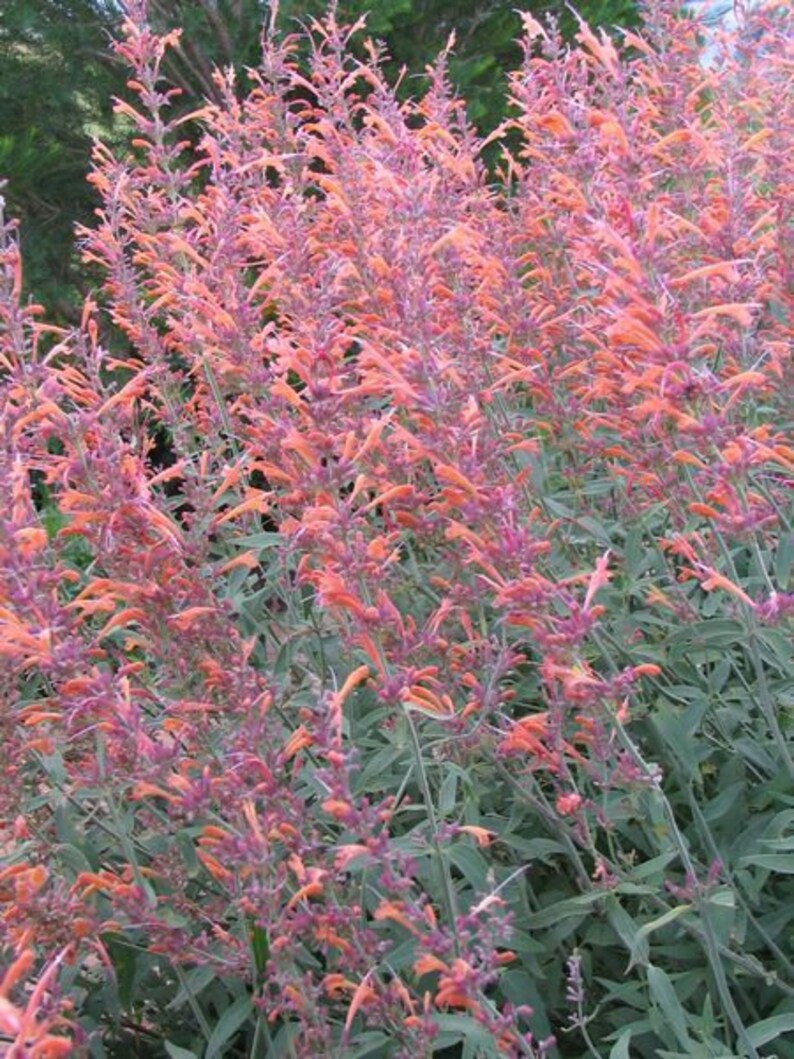 Agastache cana Heather Queen Hummingbird Mint 25 Flower Seeds image 3