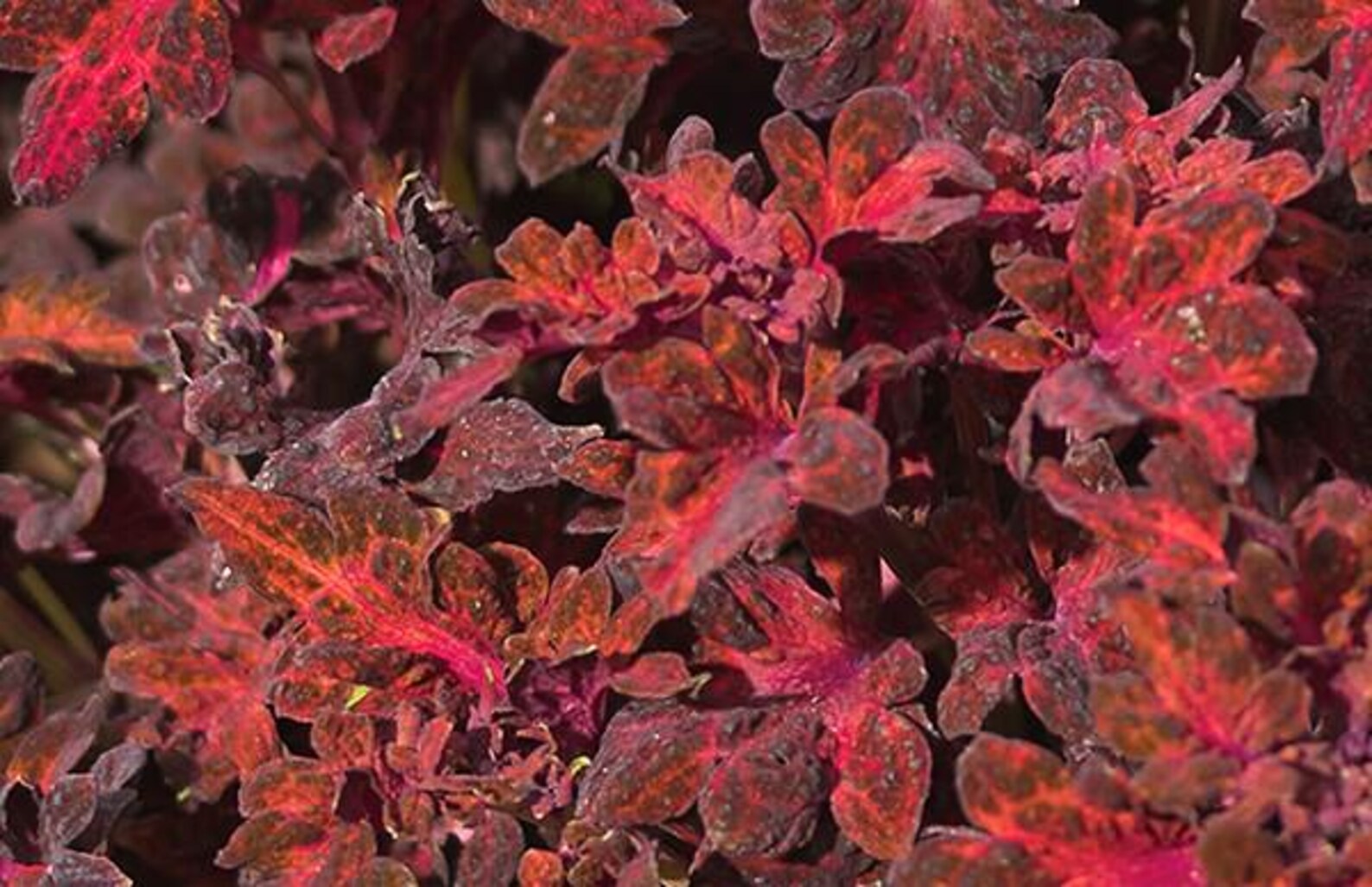 Colocha Coleus Colocha Red (10 Flower Seeds) - Etsy