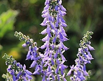 Könnte beinhalten: Ein Büschel lila Blüten mit langen, schlanken Stielen und zarten Blütenblättern. Die Blüten sind in einer vertikalen, stacheligen Form angeordnet und bilden ein optisch ansprechendes Bild.