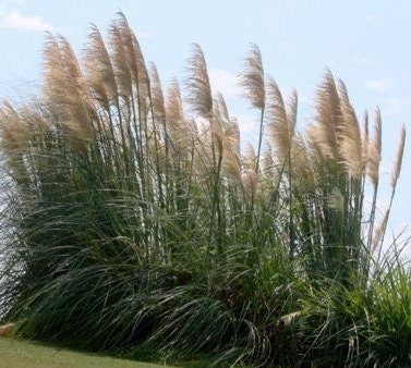 Erianthus Ravennae, Plume Grass - Etsy Canada