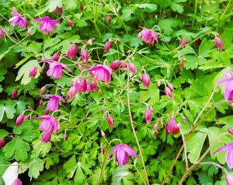 Semiaquilegia ecalcarata (False Columbine) 20 Flower Seeds