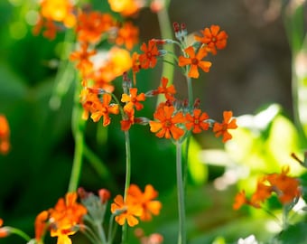 May include: A cluster of vibrant orange flowers with five petals each, growing on slender green stems. The small, star-shaped blossoms are arranged in loose, branching clusters, set against a soft, out-of-focus green foliage background.