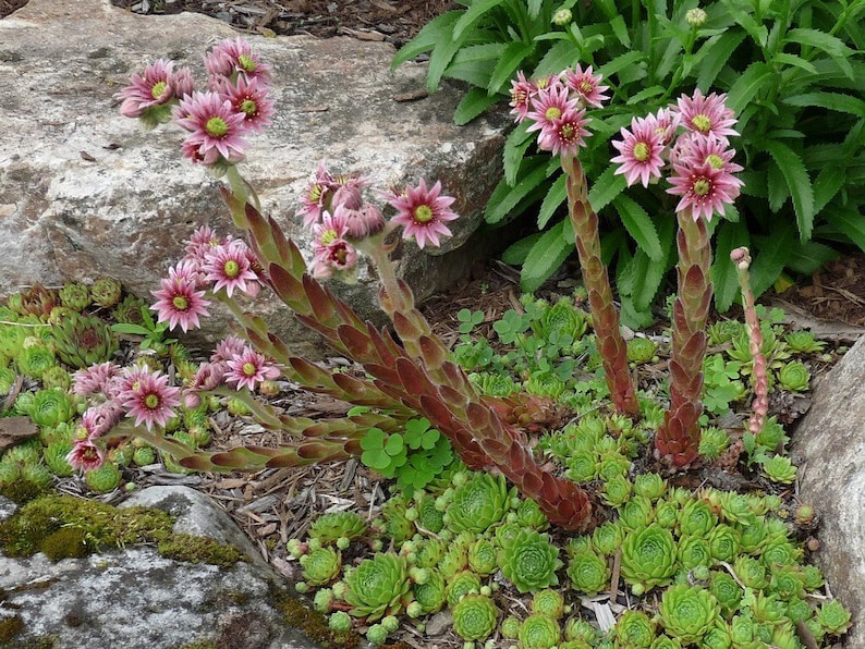 CrystalMoonBotanical Sempervivum Hippie Chicks - Thumbnail 3
