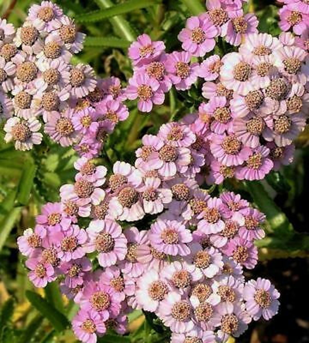 Achillea Sibirica Love Parade (yarrow) 25 Flower Seeds - Etsy