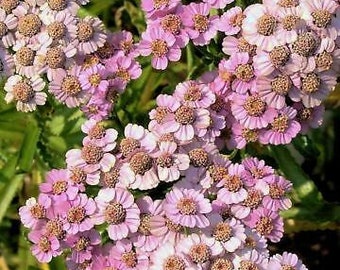 May include: A cluster of delicate pink and white flowers with a soft, feathery texture. The flowers are arranged in a dense, rounded shape, creating a beautiful and natural display.