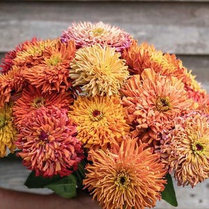 May include: A bouquet of orange, yellow, and pink zinnia flowers. The flowers are arranged in a loose, informal style, and the colors are vibrant and cheerful.
