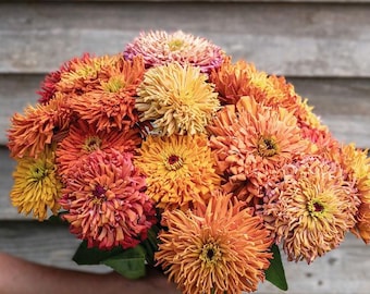 Zinnia Agave Cactus Mix (Zinnia elegans) 15 Flower Seeds