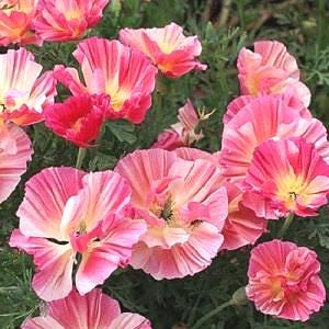 California Poppy Thai Silk Rose Chiffon (25 Flower Seeds)