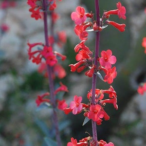 May include: Close-up of vibrant red flowers blooming on slender stems. The flowers have a delicate, trumpet-like shape and are clustered along the stems. The stems are a deep purple color, and the background is blurred.