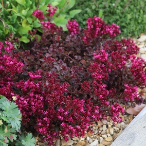 Sedum spurium Voodoo (Stonecrop) 50 Flower Seeds