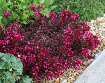 May include: A close-up of a vibrant pink flowering plant with dark red leaves growing in a bed of gravel.