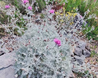 May include: A silver-foliage plant with finely divided, dusty-looking leaves and multiple vibrant magenta-pink thistle-like flowers blooming on thin, branching stems, growing amidst scattered grey rocks and small pebbles.