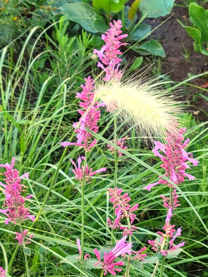 Agastache Raspberry Daiquiri Party Mixers (hyssop) 10 Flower Seeds - Etsy