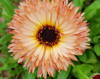 Calendula Zeolights (Calendula officinalis) 10 Flower Seeds