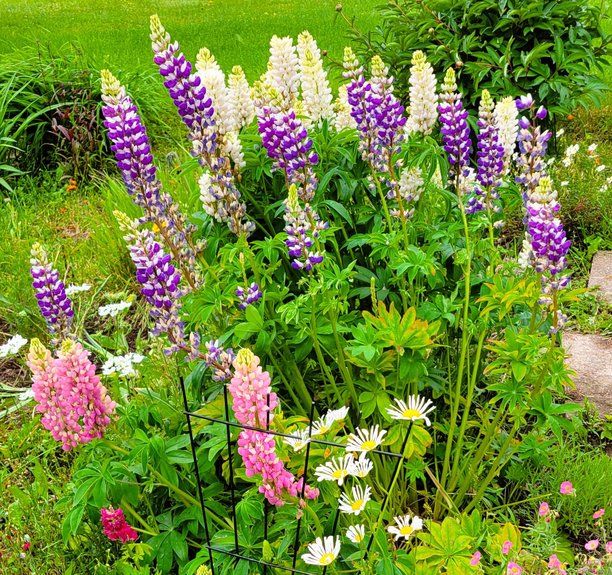 Lupine Russell Hybrid Series (lupinus Polyphyllus) 30 Flower Seeds