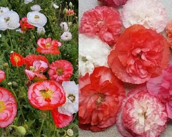 May include: A split view showing a garden of blooming poppies on the left and a collection of cut, ruffled poppy flowers on the right. The flowers display a vibrant color palette of white, bright red, coral, and soft pink with yellow centers.