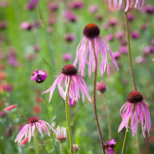 Echinacea Pallida Pale Purple Coneflower (30 Flower Seeds)