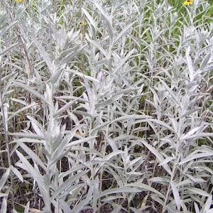 Artemesia ludoviciana (White Sage, Silver Sage) 50 Seeds