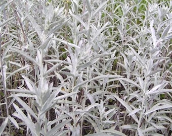 Artemisia ludoviciana (Salvia blanca, salvia plateada) 50 semillas