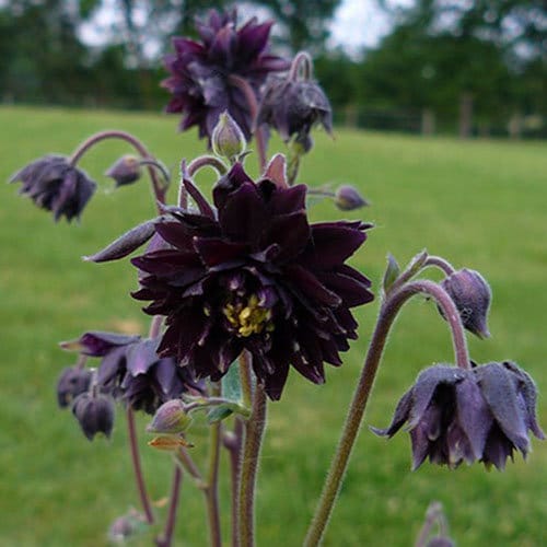 Aquilegia vulgaris var. stellata 'Black Barlow'