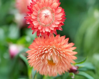 Mission Pixie Dahlia Tuber | Ships April 2025 | Cut Flower