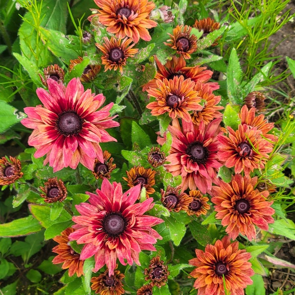 Rudbeckia hirta Sahara (25 Flower Seeds)