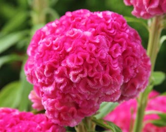 Celosia Chief Rose Cockscomb (15 semillas de flores)