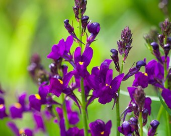 Linaria maroccana Licilia Violet (Toadflax) 30 Flower Seeds