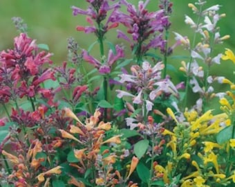 Mezcla de delicias fragantes de Agastache (Agastache aurantiaca) 10 semillas de flores