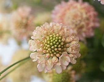 Scabiosa Fata Morgana (Scabiosa atropurpurea) 15 Flower Seeds