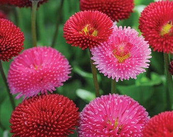 Bellis Pomponette Mix (English Daisy) 50 Flower Seeds