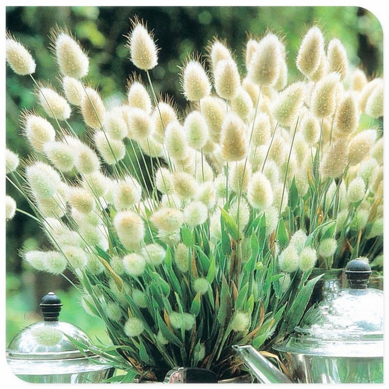 Bunny Tails Grass Lagurus ovatus 30 Flower Seeds image 3