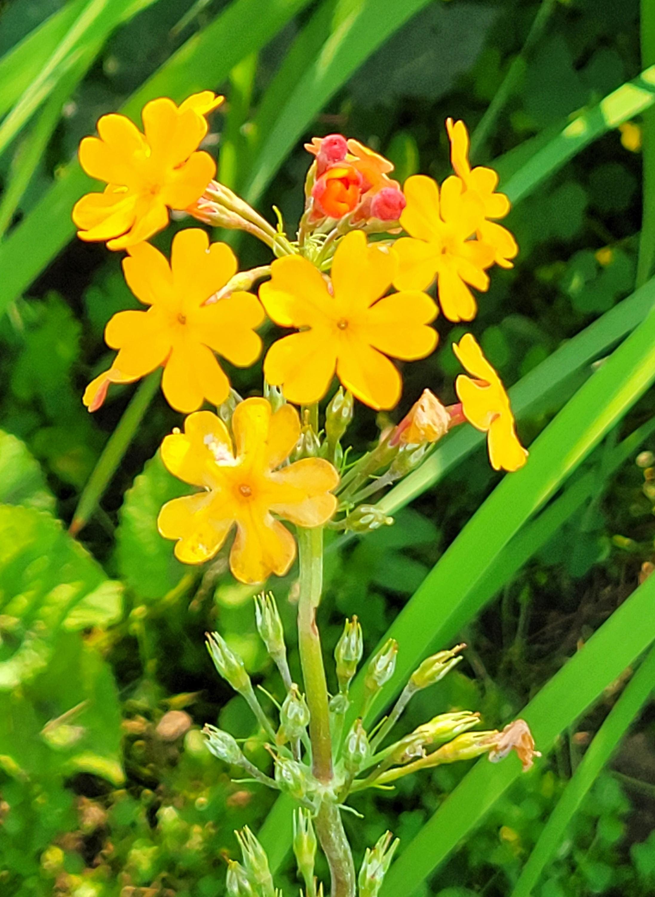 レクサス　 ヒメイワダレソウ　１２０鉢　７.５cm Primula Candelabra Hyb Oriental Sunrise (30 Seeds) **QTY