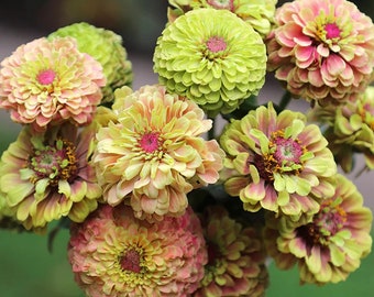 Zinnia Queeny Lime with Blotch (20 Flower Seeds)