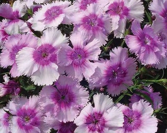 Dianthus Diana Lavender Picotee  (20 Flower Seeds)