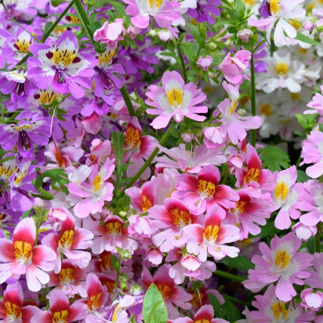 Schizanthus X Wisetonensis Dr. Badgers Mix 30 Butterfly Etsy