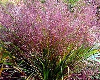 Purple Love Grass (Eragrostis spectabilis) 50 Ornamental Grass Seeds