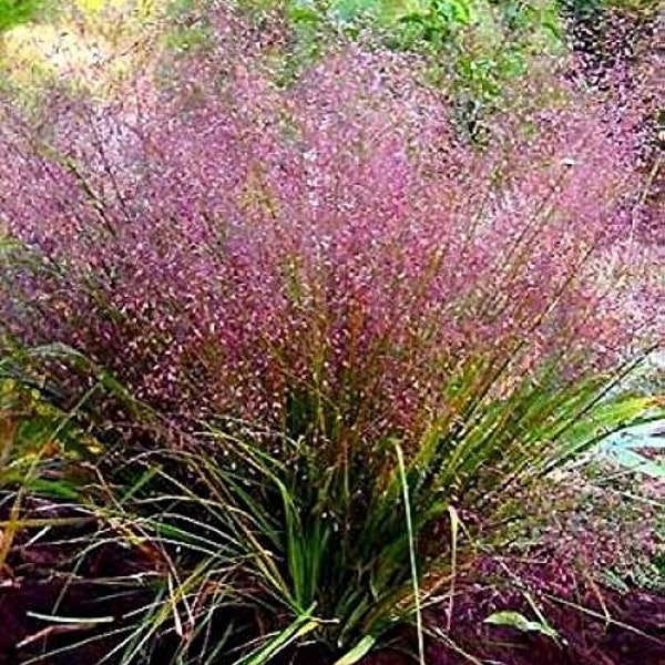 Purple Love Grass (Eragrostis spectabilis) 50 Ornamental Grass Seeds