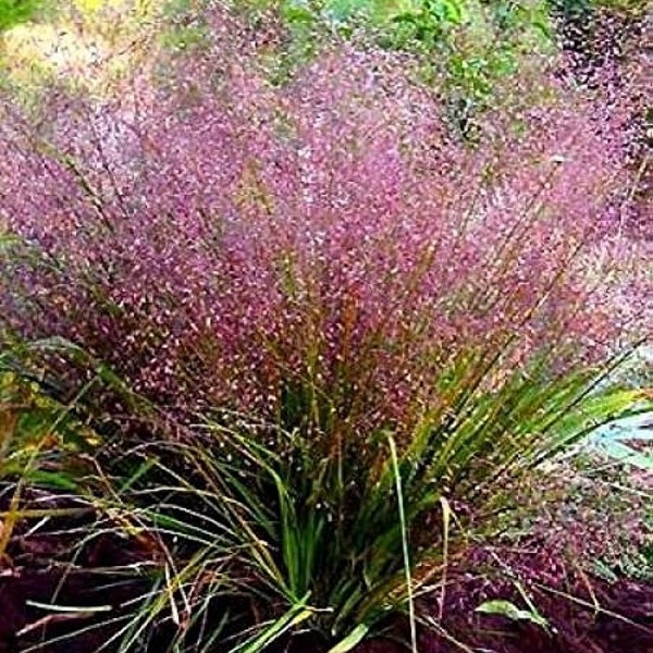 Ornamental Grass Plants Etsy