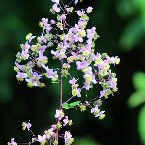 Thalictrum rochebruneanum Lavender Mist Meadow Rue 15 Flower Seeds image 2