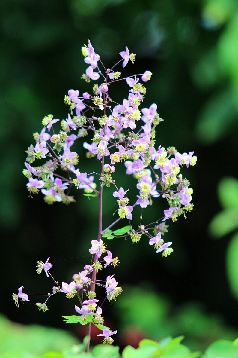 Thalictrum rochebruneanum Lavender Mist Meadow Rue 15 Flower Seeds image 2