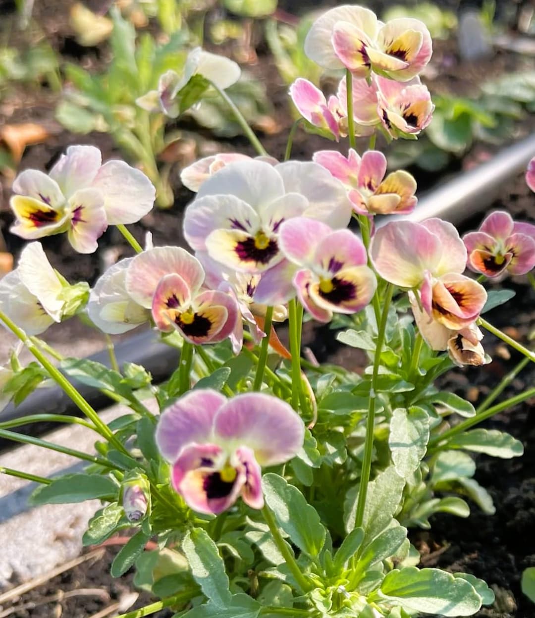 viola-antique-laeta-viola-cornuta-10-flower-seeds-etsy