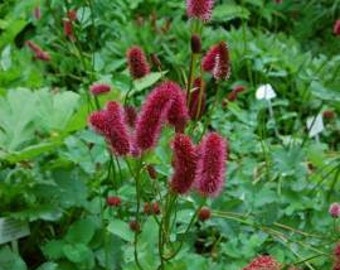 Sanguisorba menziesii (Burnet) 10 Flower Seeds