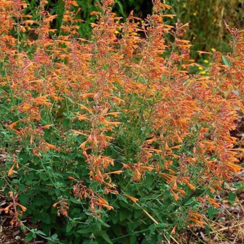 Agastache Navajo Sunset Agastache aurantiaca 20 Flower Seeds image 2