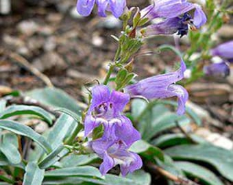 May include: A Penstemon plant featuring multiple tubular, light purple flowers with darker violet veining and white throats. The plant has long, narrow, sage-green leaves arranged in a basal rosette at the base of the flowering stem.