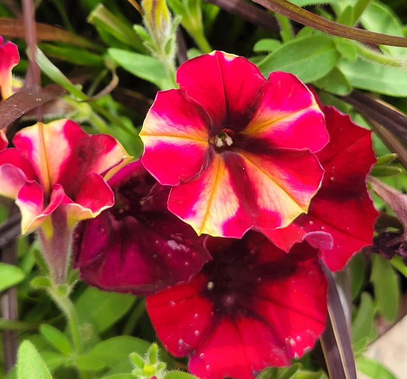 CrystalMoonBotanical Petunia Shake - Thumbnail 3