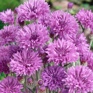 Cornflower Tall Double Ball Mauve (Bachelor Button; Centaurea cyanus) 30 Flower Seeds