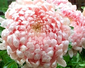 Aster Peony Duchess Coral Rose (20 semillas)